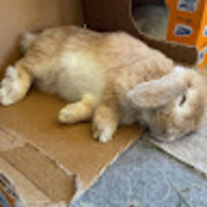 Meet your Posher, Addison